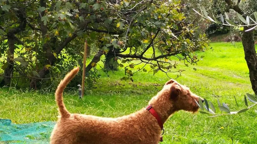 Un cane lungo i sentieri del Parco -  © www.giornaledibrescia.it