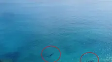 I due presunti squali tigre nella zona dell'aggressione nel frame di un video diffuso dalle autorità colombiane - © www.giornaledibrescia.it