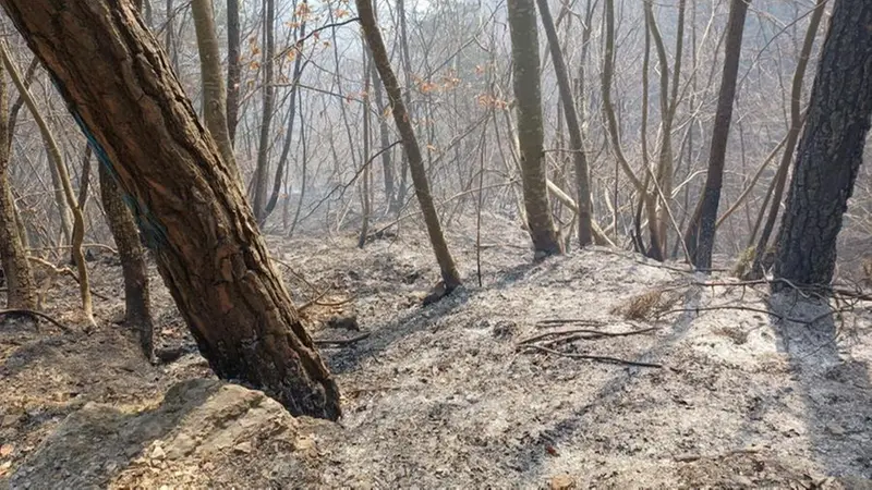 La cenere tra gli alberi della Valvestino