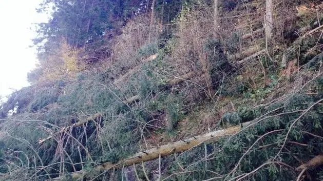 Alberi abbattuti - © www.giornaledibrescia.it