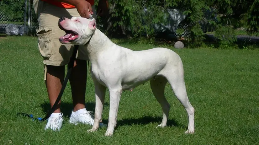 Un esemplare di dogo argentino