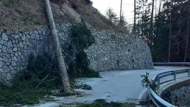 Breno. Alberi abbattuti sulla provinciale presso Campolaro: la strada è stata chiusa