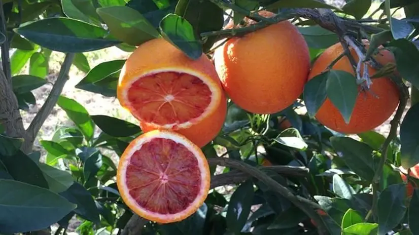 L'arancia Moro di Sicilia - Foto Sicilia Verde Magazine