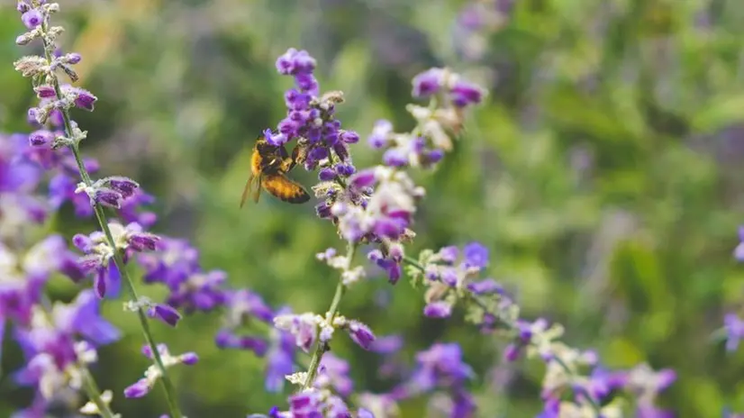 Un'ape su un fiore, simbolo della biodiversità