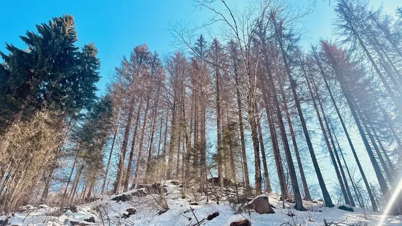 Alberi si stagliano nel cielo azzurro affondando le radici nella neve che copre Irma - © www.giornaledibrescia.it