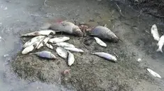 I pesci morti nella roggia Provaglia