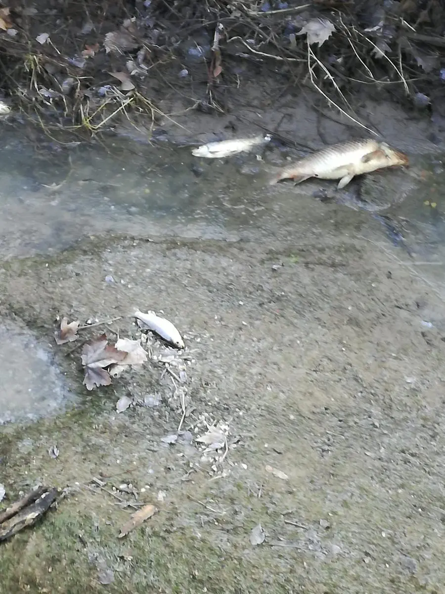 I pesci morti nella roggia Provaglia