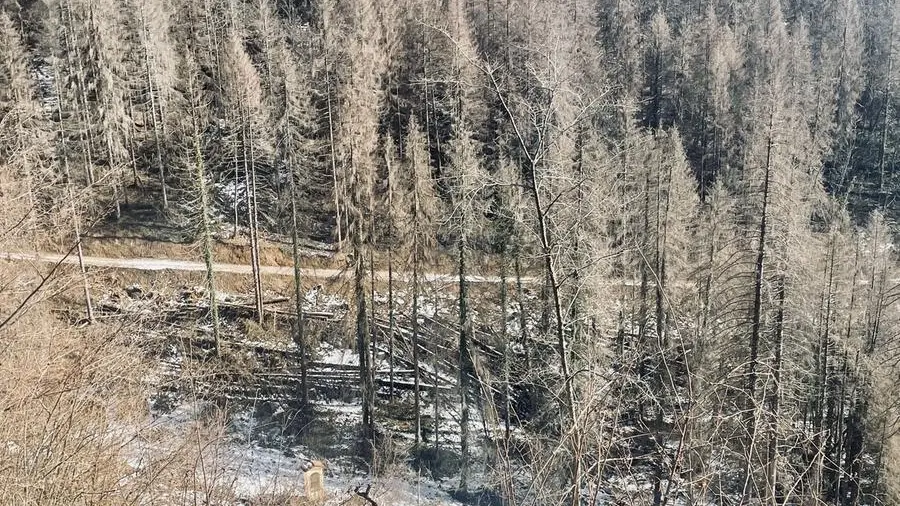 Gli alberi caduti con la tempesta Vaia e divorati dal bostrico - © www.giornaledibrescia.it