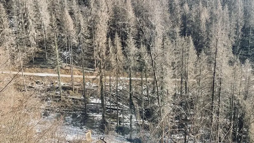 Gli alberi caduti con la tempesta Vaia e divorati dal bostrico - © www.giornaledibrescia.it