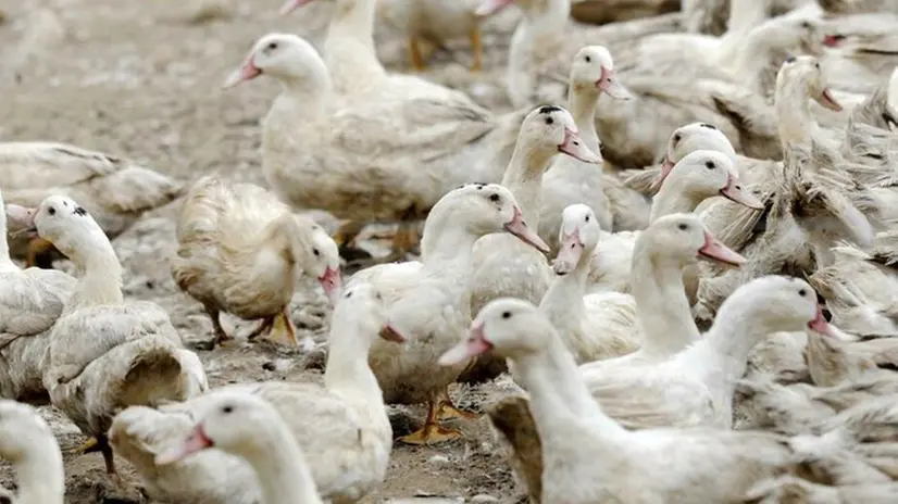 Allarme influenza aviaria. Un allevamento di anatre (foto d'archivio) - Foto © www.giornaledibrescia.it