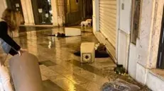 Nel mirino dei tre giovani sono finite le fioriere del centro - © www.giornaledibrescia.it