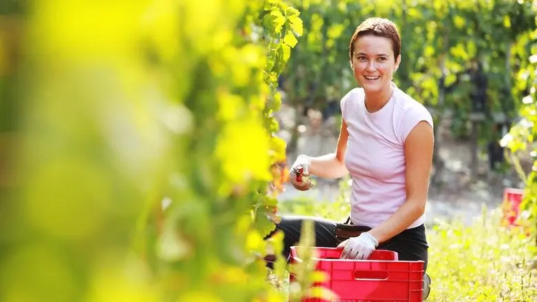 Una giovane ragazza in un vigneto - © www.giornaledibrescia.it