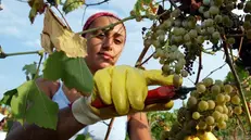 Sempre più giovani scommettono sulla sostenibilità e sull'agricoltura - © www.giornaledibrescia.it
