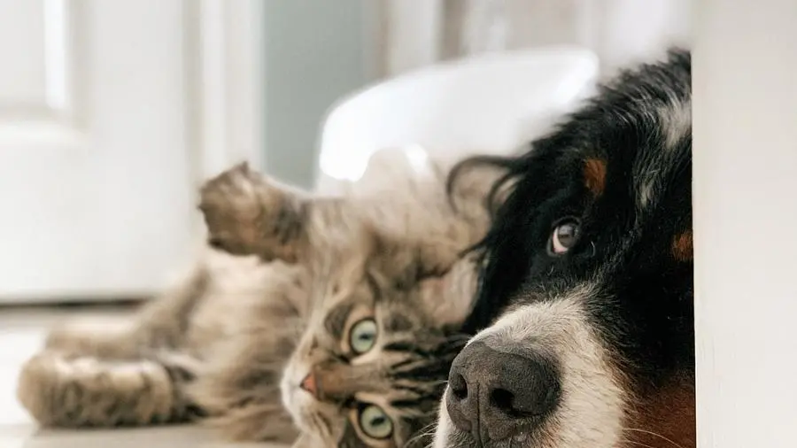Domestici ma non solo: nel regolamento sono citati anche gli animali da lavoro e selvatici - © www.giornaledibrescia.it