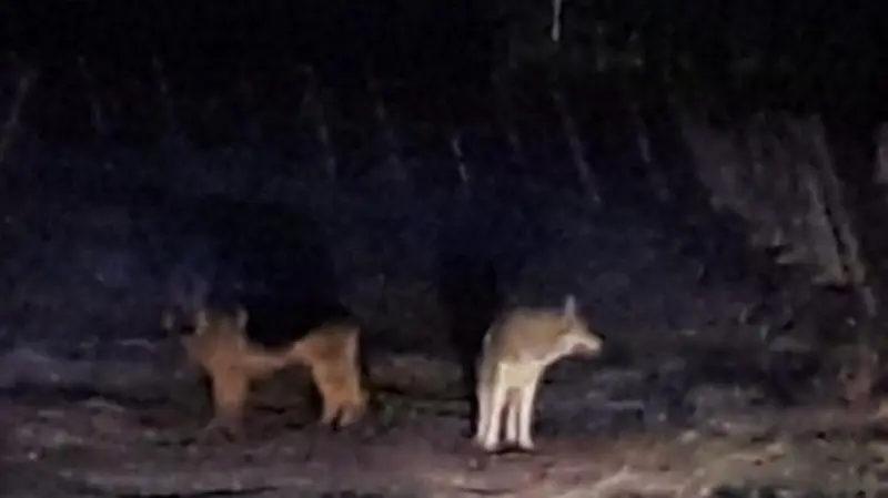 Il pastore tedesco e il cane lupo cecoslovacco autori delle razzie - © www.giornaledibrescia.it