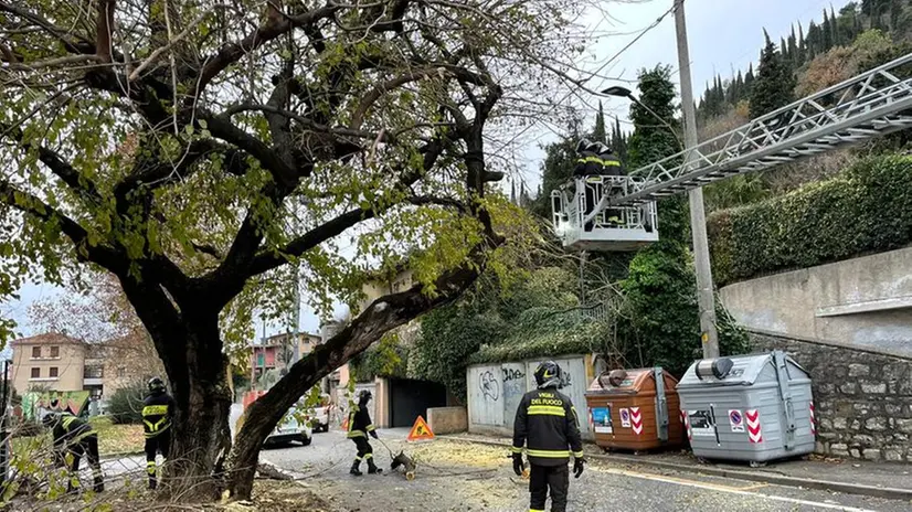 L'intervento dei vigili del fuoco per la messa in sicurezza dell'albero