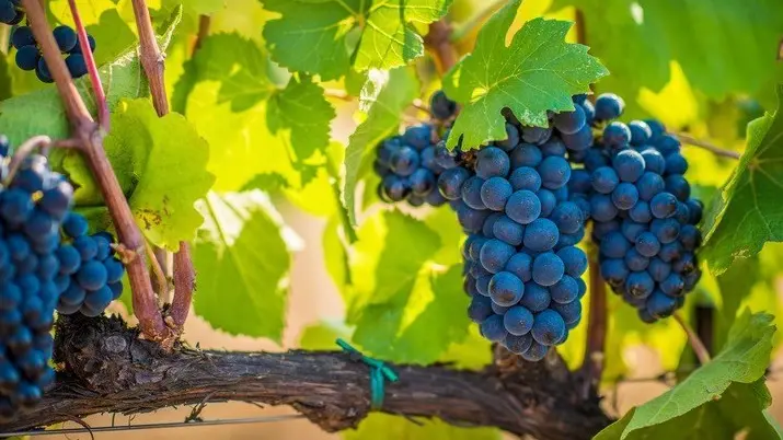 Vengono utilizzate uve nere, lavorate per ottenere una maggior concentrazione di principi attivi - © www.giornaledibrescia.it