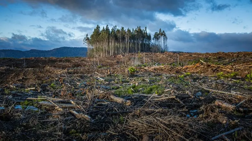 Il disboscamento è una delle cause del cambiamento climatico - © www.giornaledibrescia.it