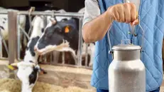 Produttori. Le sofferenze maggiori riguardano il settore del latte e gli allevamenti di suini - Foto © www.giornaledibrescia.it