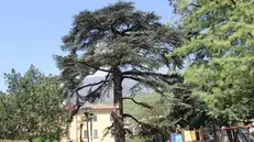 Tra alberi monumentali, uno scorcio del parco situato in centro -  © www.giornaledibrescia.it