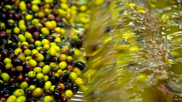 L'olio del lago di Garda vanta il marchio Doc