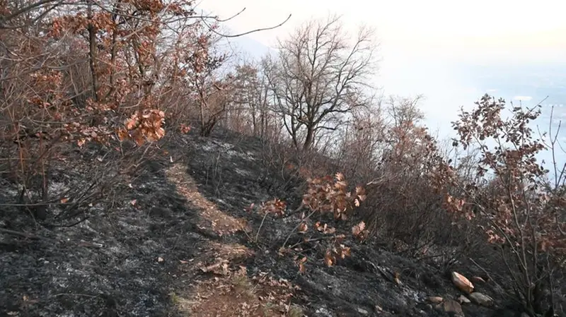 Una porzione di terreno incendiato in Maddalena - Foto Gabriele Strada /Neg © www.giornaledibrescia.it