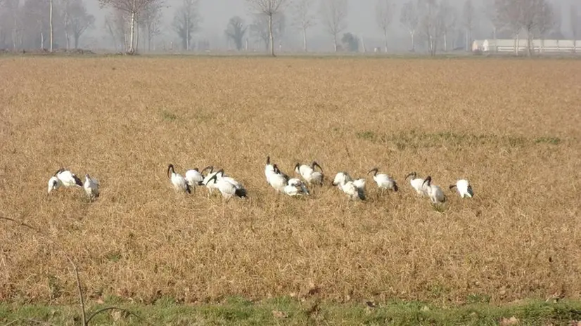 Uno stormo di ibis si pastura in un podere a fianco dell’abitato -  © www.giornaledibrescia.it