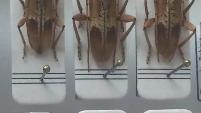 I coleotteri scoperti