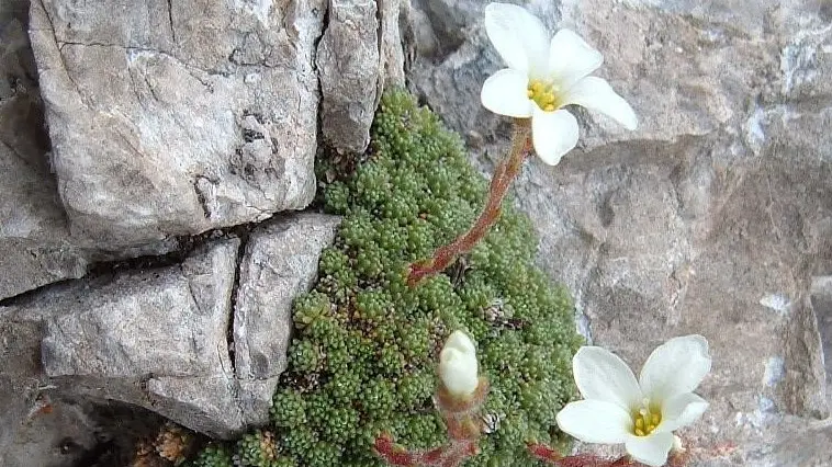 La Saxifraga tombeanensis del monte Tombea, simbolo di Valvestino - Foto © www.giornaledibrescia.it