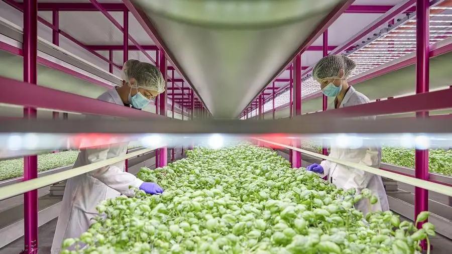 Una produzione agricola nella vertical farm progettata dalla Zero - © www.giornaledibrescia.it