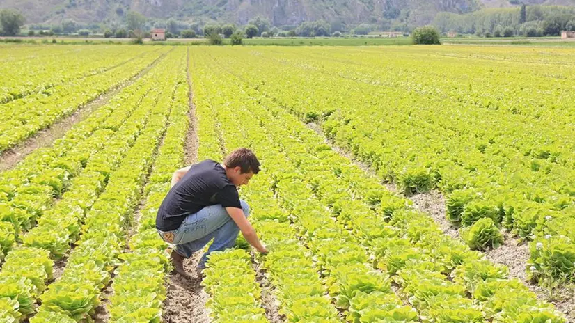 Sono in crescita le imprese agricole - © www.giornaledibrescia.it