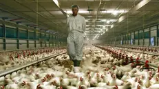 Un allevamento intensivo di polli - © www.giornaledibrescia.it