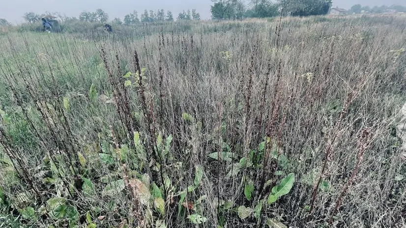 Il terreno restituisce vegetazione nera e marcia - Foto © www.giornaledibrescia.it