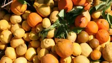 Le arance amare dell’Alto Garda - © www.giornaledibrescia.it