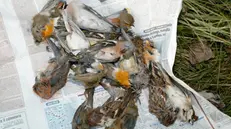 Uccellini uccisi dai cacciatori (archivio) - Foto © www.giornaledibrescia.it