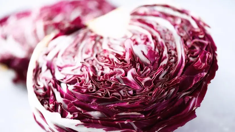 Il radicchio Tardivo di Chioggia