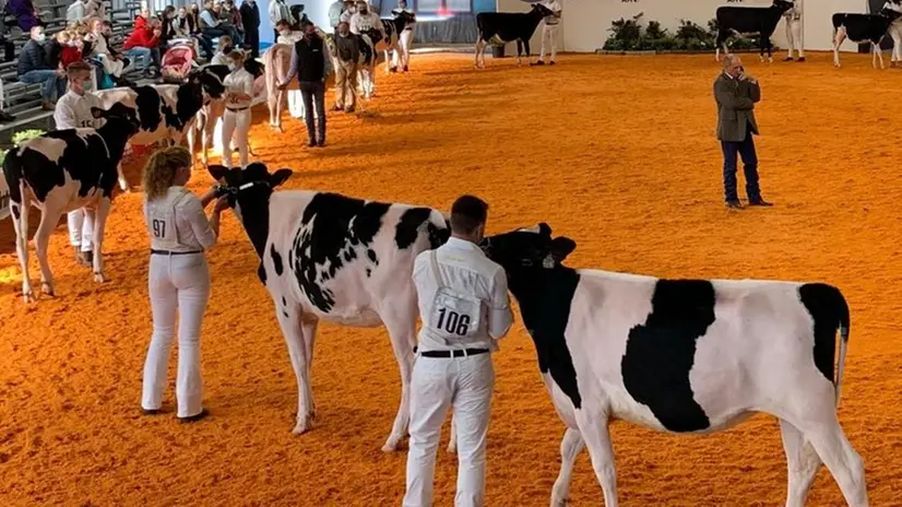 Di scena a Montichiari.  Le mostre nazionali delle razze Frisona e Jersey