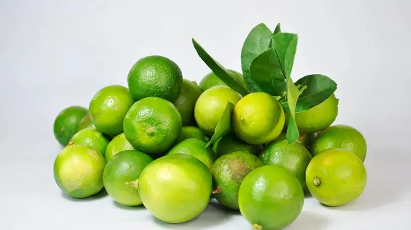 Lime, un agrume esotico che cresce anche in Italia