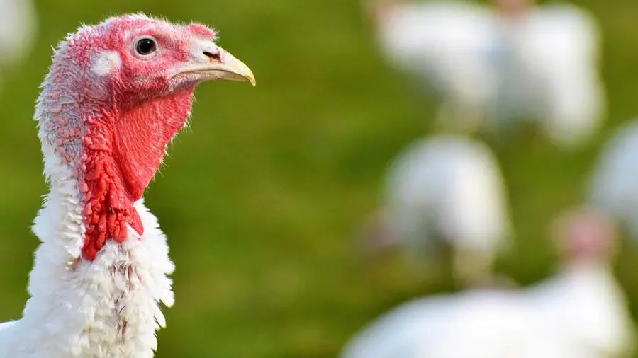 Allarme aviaria in un allevamento di tacchini della Bassa