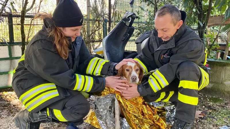 In salvo anche la cagnolina, che è stata la prima a finire nel canale - © www.giornaledibrescia.it