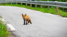 Una volpe per strada