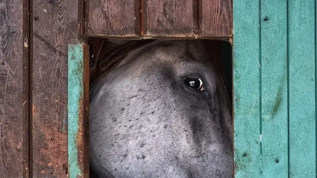 Gioco di riflessi: «Oltre lo sguardo», terzo classificato: nell’occhio del cavallo, l'autore immortala anche se stesso - Foto Roberto Serra