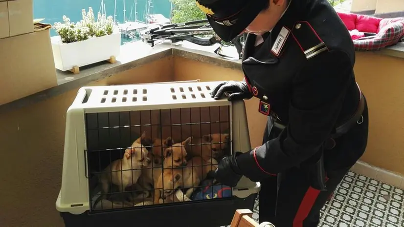 Nella foto d’archivio uno dei sequestri di animali effettuati dai Carabinieri - © www.giornaledibrescia.it