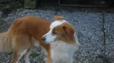 Il cane sottratto a Palazzolo - © www.giornaledibrescia.it