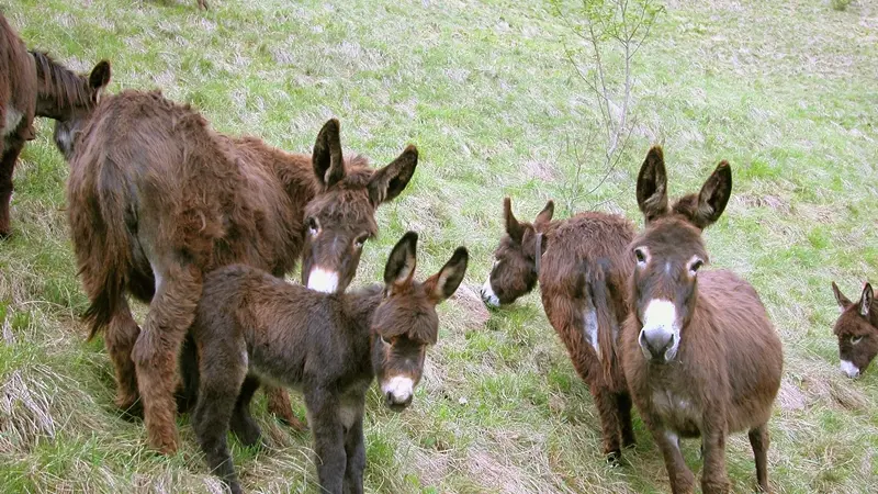 Asini in un campo