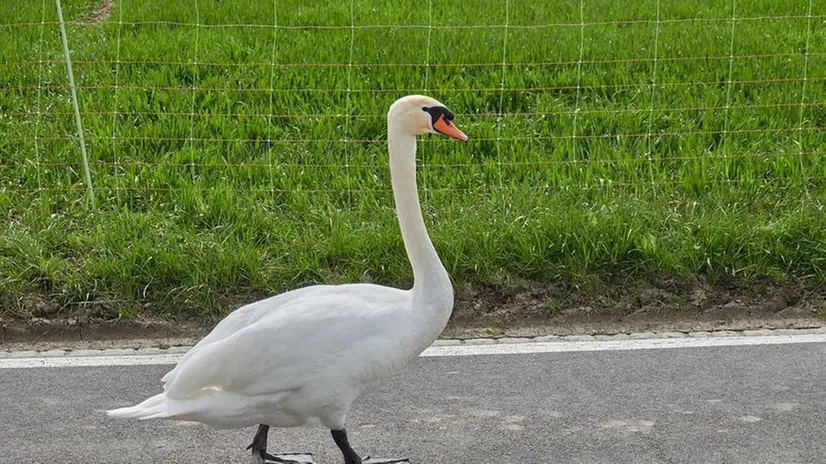 Un cigno passeggia sull'asfalto