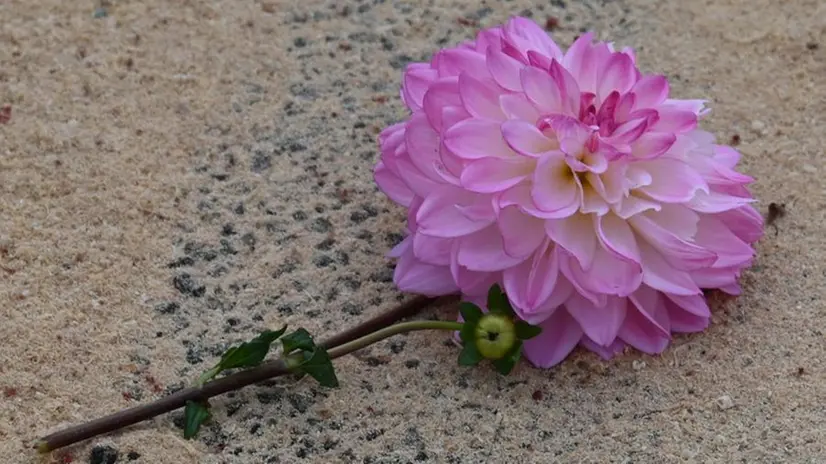 Un fiore lasciato sul luogo del femminicidio di Castegnato  © www.giornaledibrescia.it