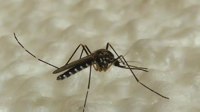 Aedes koreicus, la zanzara coreana sempre più diffusa anche nel Bresciano