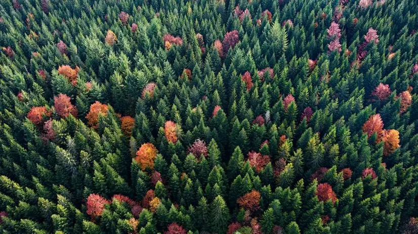 Una foresta di conifere ripresa da un drone