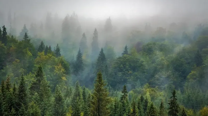 Foschia sopra il bosco